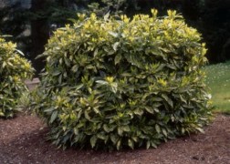 Aucuba japonica Variegata / Tarkalevelű japán babérsom